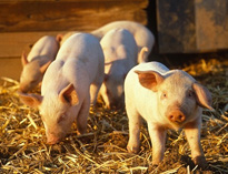 ”非洲猪瘟“蔓延，地方政府重拳出击“泔水猪”